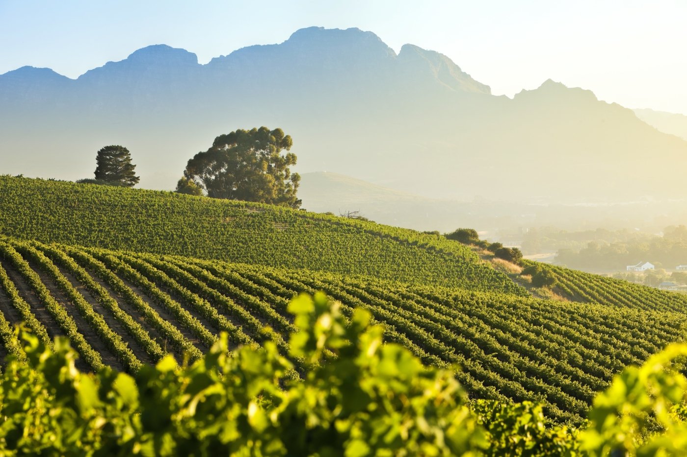 stellenbosch wine farm tours